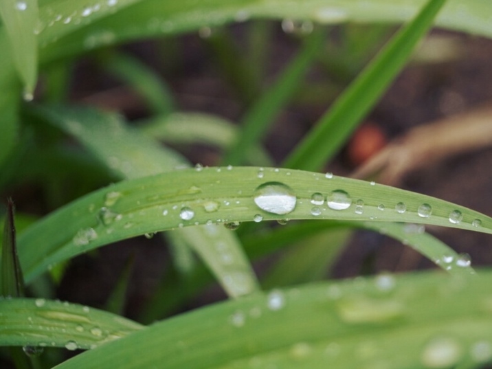 White Dew