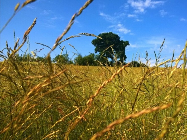 Grain in Ear