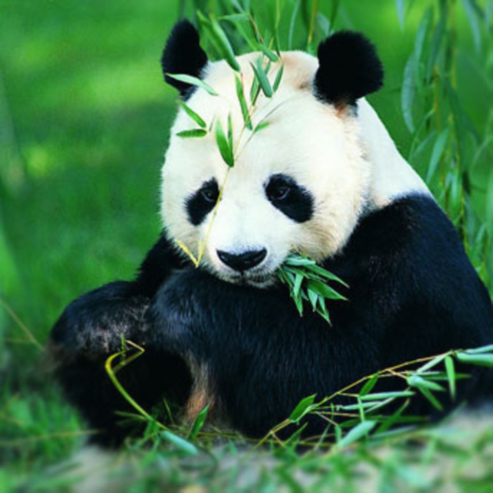 Panda Tours