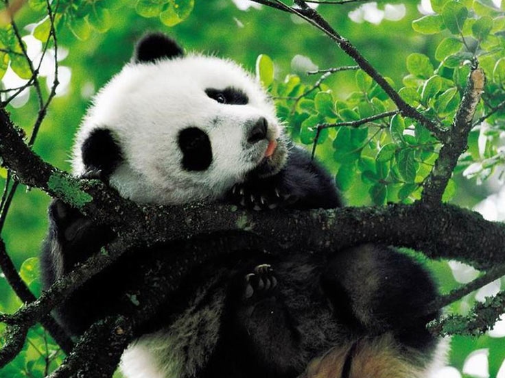Pandas