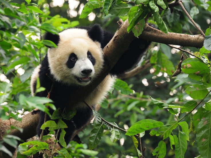Pandas