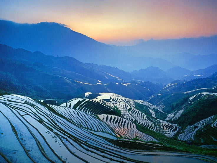 Tea Plantation