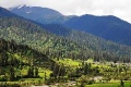 Lulang Forest 3