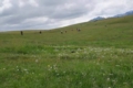 Southern Pasture 02